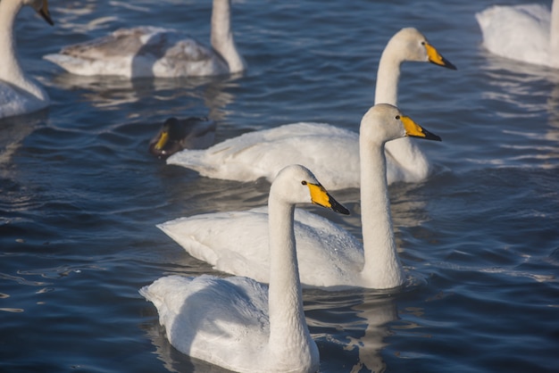 Beautiful white whooping swans