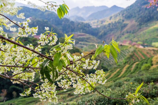 美しい白いヒマラヤの野生の桜が山の風景の背景にいています