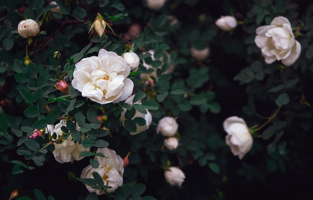 Beautiful white wild roses with dark green leaves.