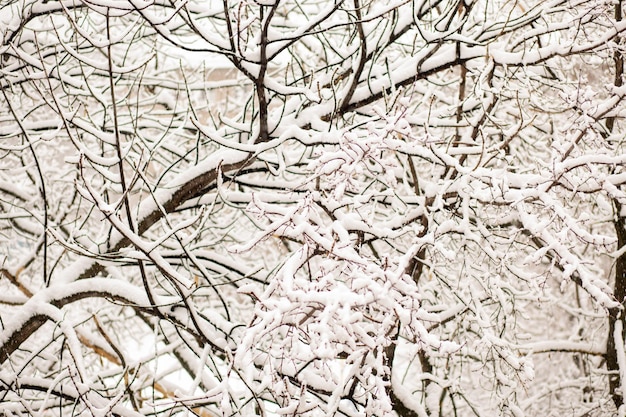 Beautiful white winter trees on snow. Closeup