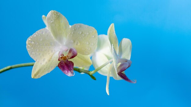 写真 青い背景、クローズアップに咲く赤い珍しい蘭の花と美しい白。コピースペース