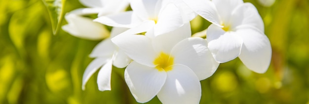 Beautiful white and yellow Plumeria spp frangipani flowers Frangipani Pagoda tree or Temple tree