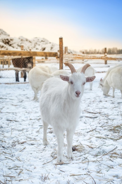 Beautiful white young goat on a farm