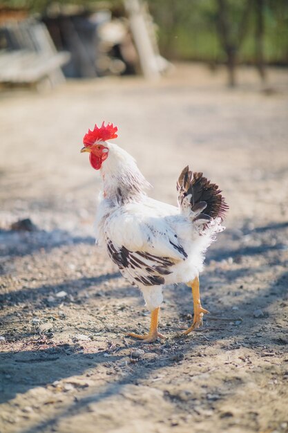 A beautiful whitecolored domestic chicken