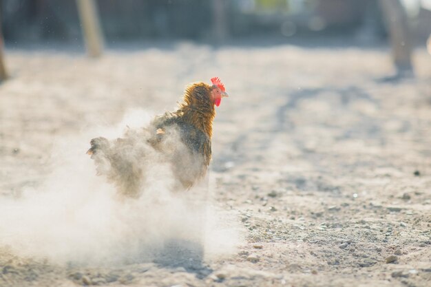 A beautiful whitecolored domestic chicken