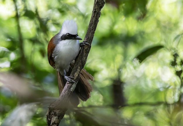 Foto bella whitecrested thrush che si appollaia sul ramo di un albero thailandia