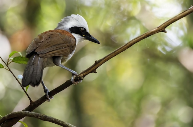 Foto bella whitecrested thrush che si appollaia sul ramo di un albero thailandia