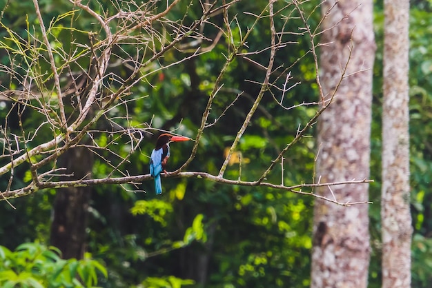 Beautiful whitethroated kingfisher