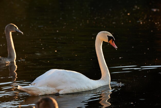 Beautiful whitw swan in lake in autumn