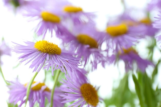 Beautiful wild asters close up