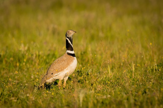 Beautiful wild bird in the meadow.