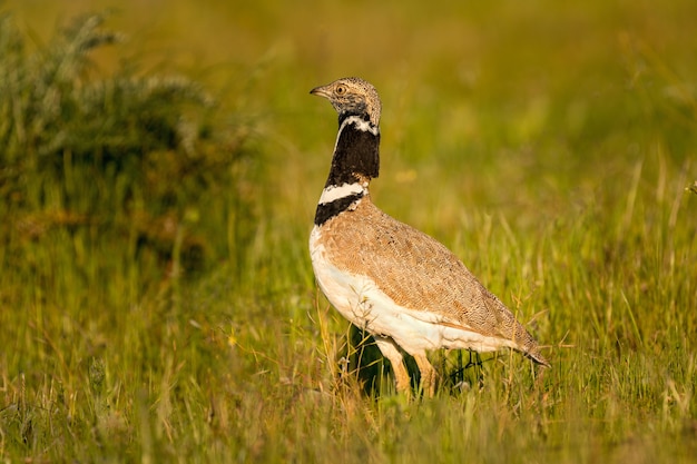 Photo beautiful wild bird in the meadow.