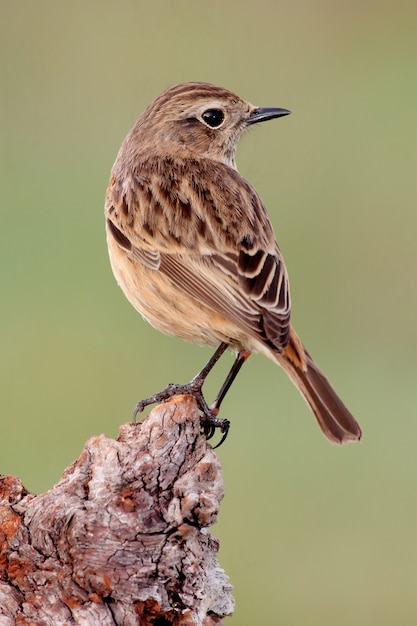 Beautiful wild bird in nature