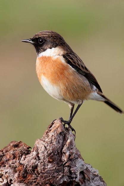 美しい野鳥が枝に座っている