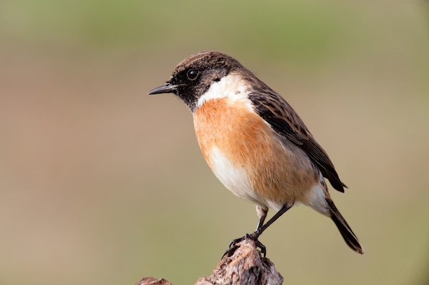 美しい野鳥が枝に座っている