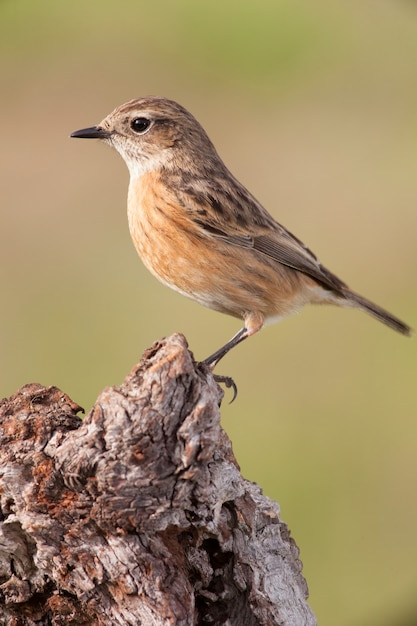 美しい野鳥が枝に座っている