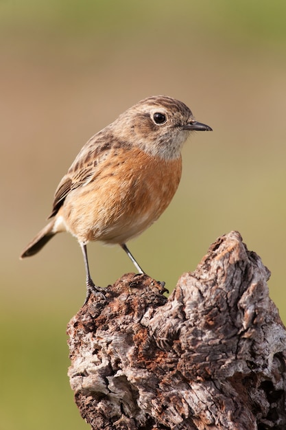 Beautiful wild bird perched on a branch  