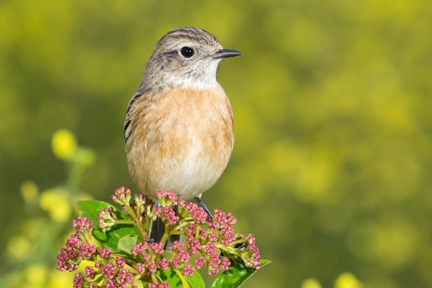 Beautiful wild bird  