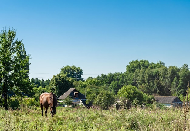 Beautiful wild brown horse stallion on summer flower meadow equine eating green grass horse stallion with long mane portrait in standing position equine stallion outdoors big horse equines