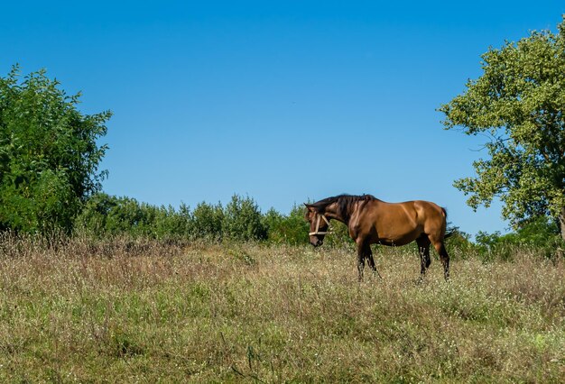 夏の花の草原で美しい野生の茶色い馬の馬 ⁇ 緑の草を食べている馬 ⁇ 長い毛皮の馬 ⁇ 立っている姿勢で肖像画 ⁇ 馬 ⁇ 屋外で大きな馬 ⁇ 馬 ⁇ 
