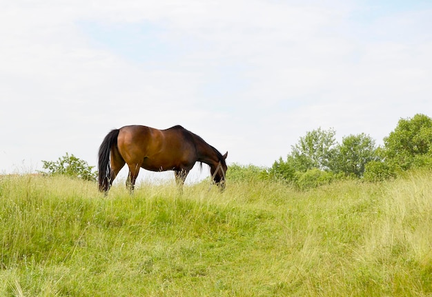 Beautiful wild brown horse stallion on summer flower meadow