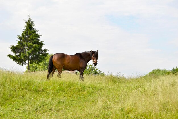 夏の花の草原に美しい野生の茶色の馬の種牡馬