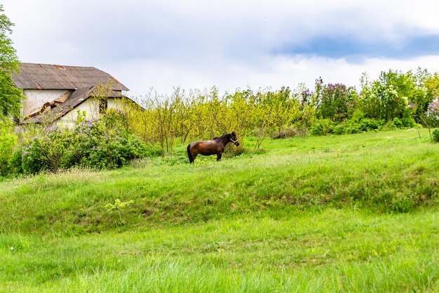 Beautiful wild brown horse stallion on summer flower meadow