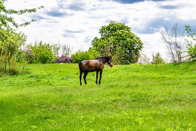 Photo beautiful wild brown horse stallion on summer flower meadow