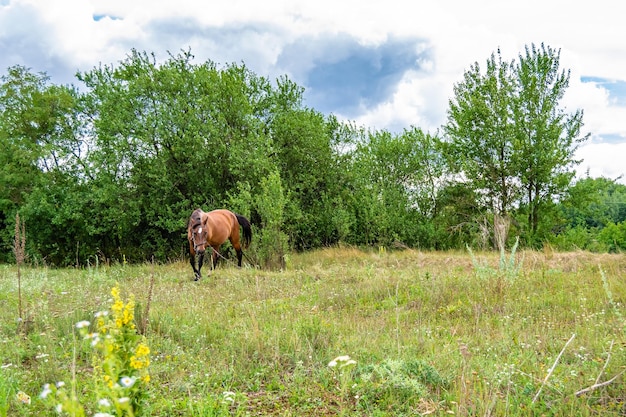 Beautiful wild brown horse stallion on summer flower meadow