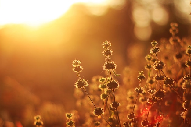 Beautiful wild Camomile grass flowers in the meadow with natural sunlight