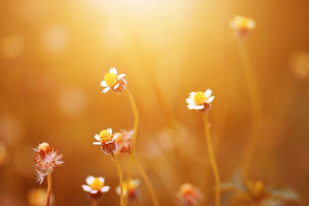 Beautiful wild Camomile grass flowers in the meadow with natural sunlight. 