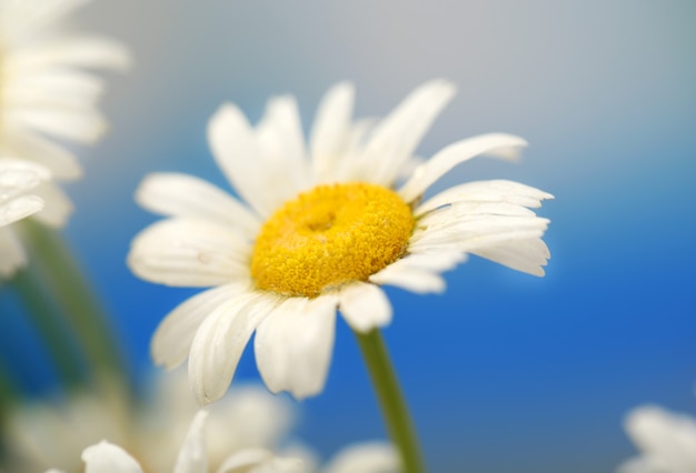 Beautiful wild camomile, outdoors