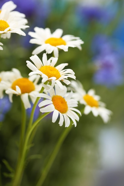 Beautiful wild camomiles outdoors