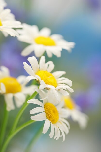 Beautiful wild camomiles outdoors