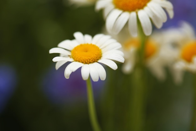 Beautiful wild camomiles outdoors