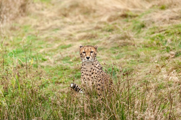 Bellissimo ghepardo gatto selvatico in un parco naturale