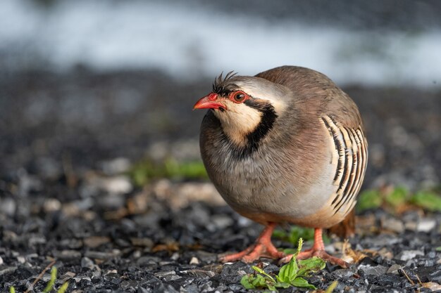 屋外で美しい野生のイワシャコの鳥。