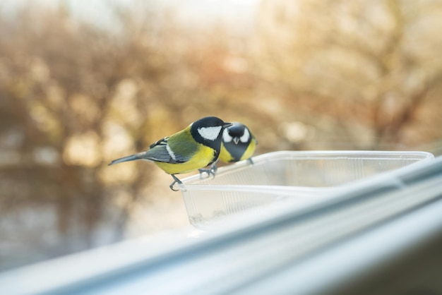 Beautiful wild colorful tits eat in a homemade bird feeder. Bird care concept in winter.