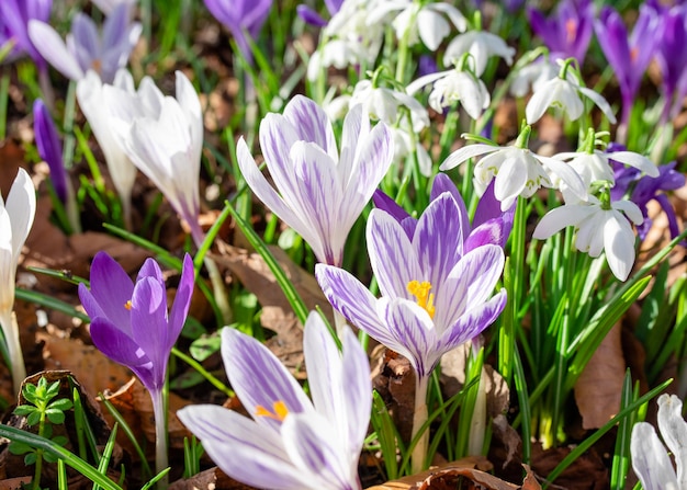 Beautiful wild crocus flowers on green grass on the sunny spring day