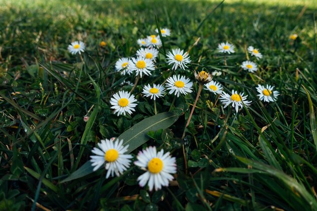 Beautiful wild daisy flower on roadside in sunlight.