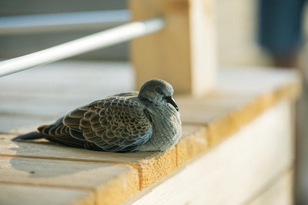 Beautiful wild dove sleeping calmly on wooden porch.