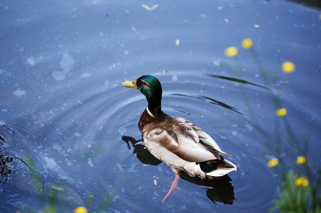 Beautiful wild duck swims in the pond