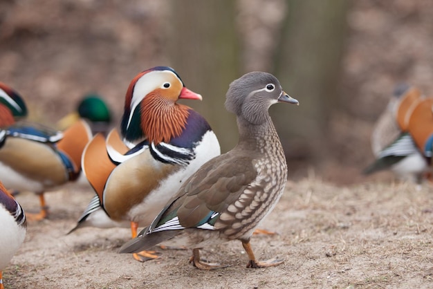 公園を歩く美しい野生のカモ