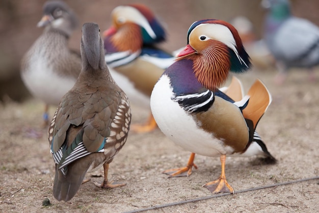 Beautiful wild ducks walking in the park