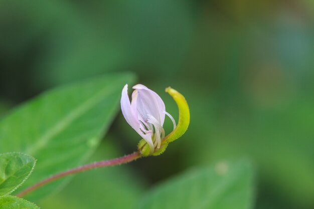 beautiful wild flower in forest