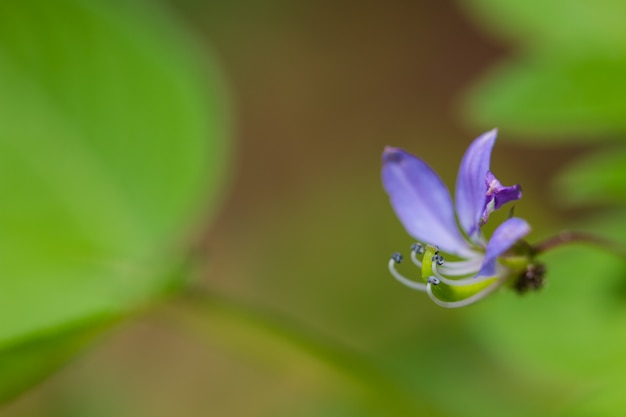 森の美しい野生の花