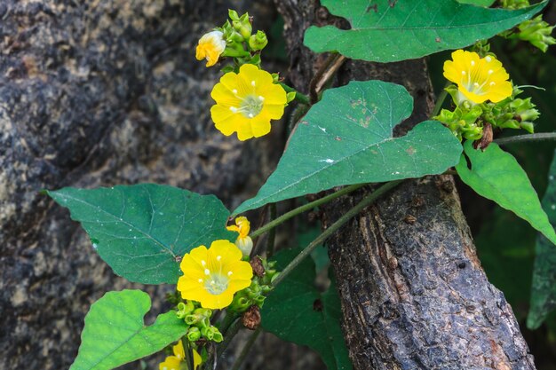 森の美しい野生の花