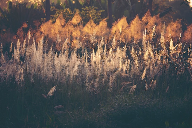 Photo beautiful wild flower, sunset