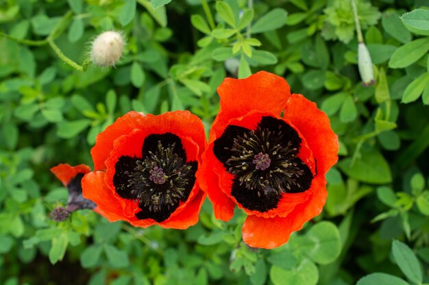 Photo beautiful wild flower in view