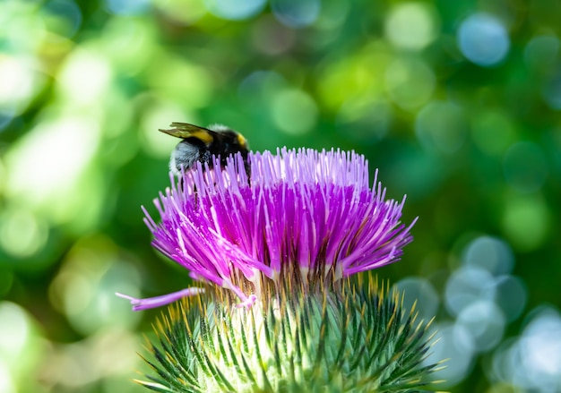 Beautiful wild flower winged bee on background foliage meadow photo consisting from wild flower bee slowly flies to grass meadow collect nectar for honey wild flower bee at herb meadow countryside